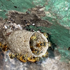 Tetragonisca angustula