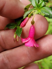 Fuchsia microphylla