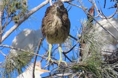 Nycticorax nycticorax nycticorax
