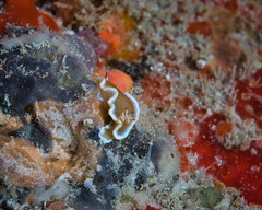 Glossodoris rufomarginata