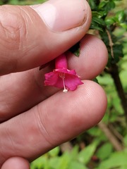 Fuchsia microphylla