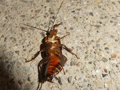 Blatta orientalis