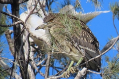 Nycticorax nycticorax nycticorax