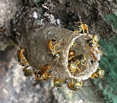 Tetragonisca angustula