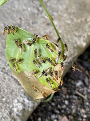 Tetragonisca angustula