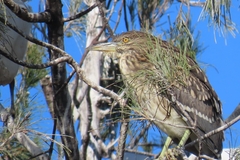 Nycticorax nycticorax nycticorax