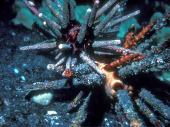 Prionocidaris thomasi