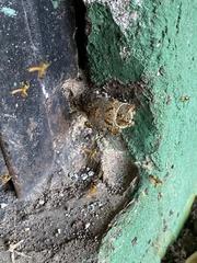 Tetragonisca angustula