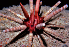 Prionocidaris thomasi