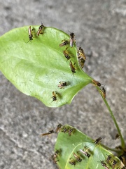 Tetragonisca angustula