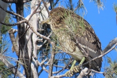 Nycticorax nycticorax nycticorax