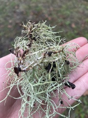 Usnea subfloridana