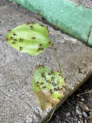 Tetragonisca angustula