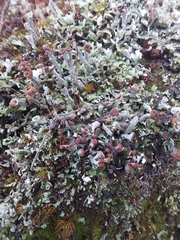 Cladonia peziziformis