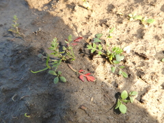 Sanicula bipinnatifida