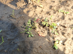 Sanicula bipinnatifida