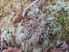 Cladonia peziziformis
