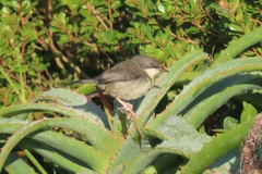 Apalis thoracica claudei