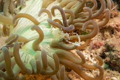 Ancylomenes venustus