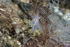 Dendronotus yrjargul