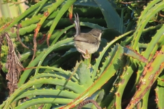 Apalis thoracica claudei