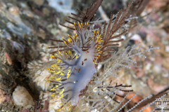Dendronotus yrjargul