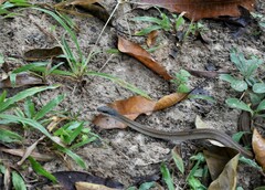 Mastigodryas boddaerti