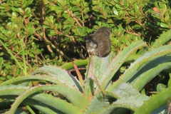 Apalis thoracica claudei