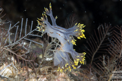 Dendronotus yrjargul