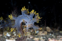 Dendronotus yrjargul