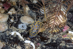 Eubranchus tricolor