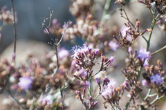 Munzothamnus blairii