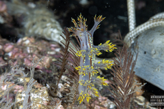 Dendronotus yrjargul