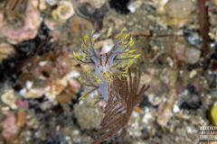 Dendronotus yrjargul
