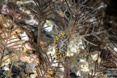 Eubranchus tricolor
