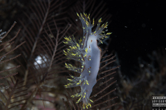 Dendronotus yrjargul