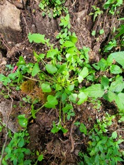 Claytonia perfoliata