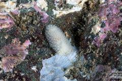 Onchidoris muricata