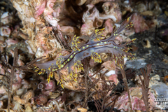 Dendronotus yrjargul