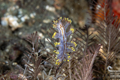 Dendronotus yrjargul