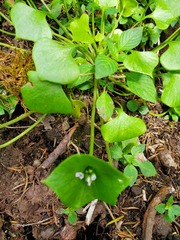 Claytonia perfoliata