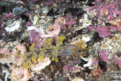 Dendronotus yrjargul