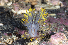 Dendronotus yrjargul