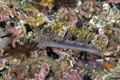 Dendronotus yrjargul