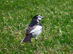Motacilla alba lugens