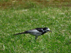 Motacilla alba lugens