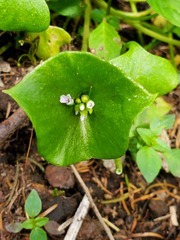 Claytonia perfoliata