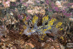Dendronotus yrjargul