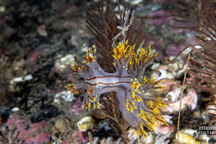 Dendronotus yrjargul