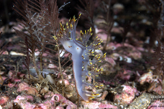 Dendronotus yrjargul